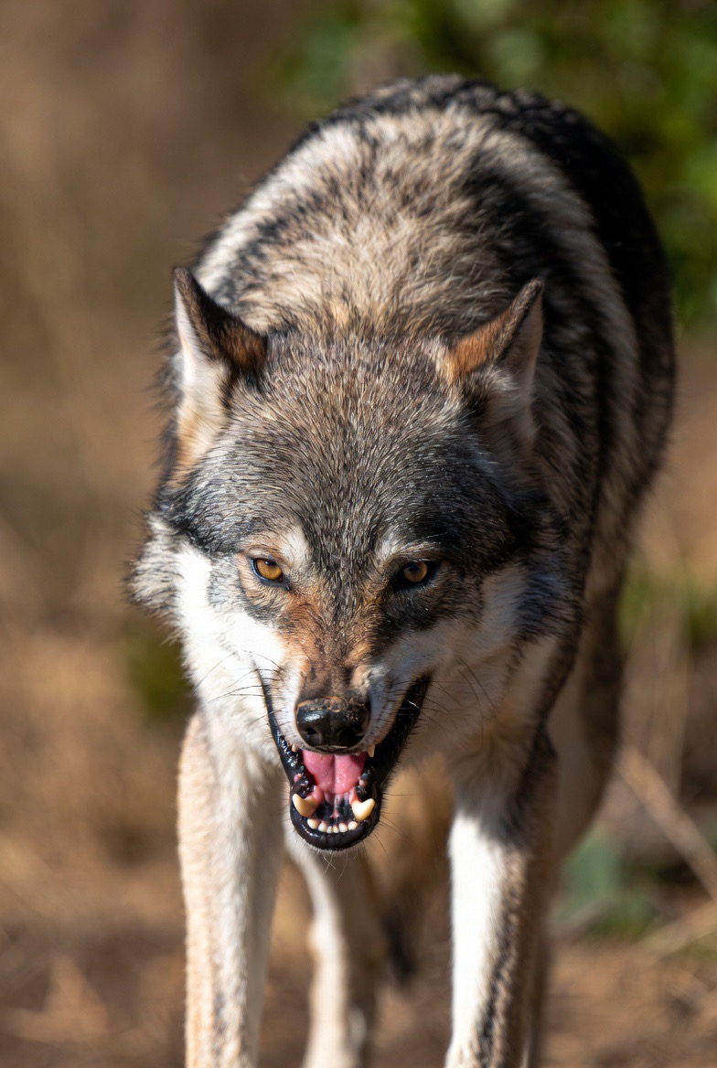 A wolf standing in golden light — what the blurred shape really is